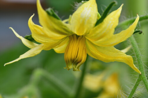 2024 07 02 Tomatenblüte 2