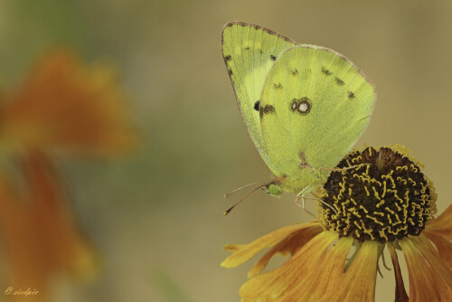 Goldene Acht, Colias hyale, Pale clouded yellow

Aufnahmeort:	Odenwald	
Kamera:	Canon	EOS 60D
Objektiv:	Sigma Makro	150 mm
Stativ		
		
# 00086

© Alle von mir veröffentlichten Bilder unterliegen dem Urheberrecht und dürfen ohne meine schriftliche Genehmigung nicht verwendet werden.