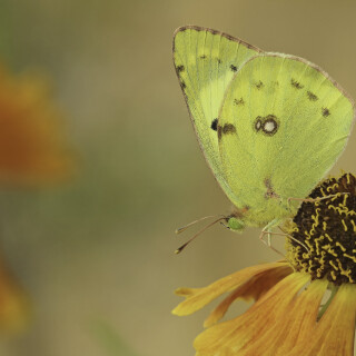 Goldene-Acht_Colias-hyale_20180717_0060_B_Web