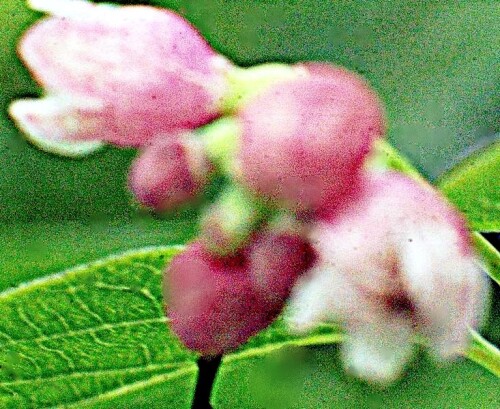 K800 Blüten wie Knospen einer Gewöhnlichen Schneebeere(Symphoricarpos albus(L.) S. F. Blake) 1 upsca