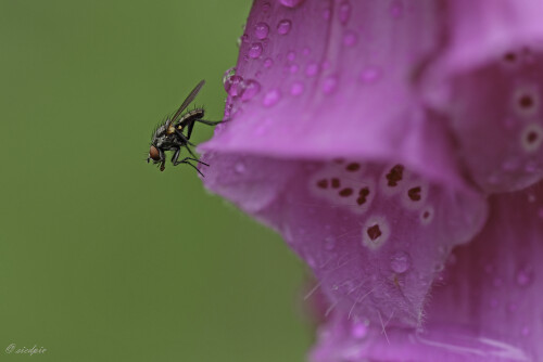 Roter Fingerhut, Digitalis purpurea, Purple foxglove

Aufnahmeort:	Odenwald	
Kamera:	Canon	EOS 60D
Objektiv:	Sigma Makro	150 mm
Stativ		
		
# 00089

© Alle von mir veröffentlichten Bilder unterliegen dem Urheberrecht und dürfen ohne meine schriftliche Genehmigung nicht verwendet werden.