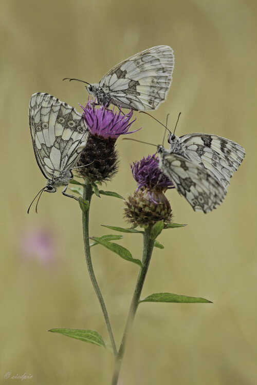 Schachbrettfalter, Melanargia galathea, Western marbled white

Aufnahmeort:	Odenwald	
Kamera:	Canon	EOS 60D
Objektiv:	Sigma Makro	150 mm
Stativ		
		
# 00087

© Alle von mir veröffentlichten Bilder unterliegen dem Urheberrecht und dürfen ohne meine schriftliche Genehmigung nicht verwendet werden.