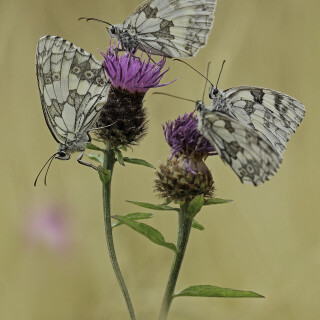 Schachbrettfalter_Melanargia-galathea_20220707_0001_B_1_Web