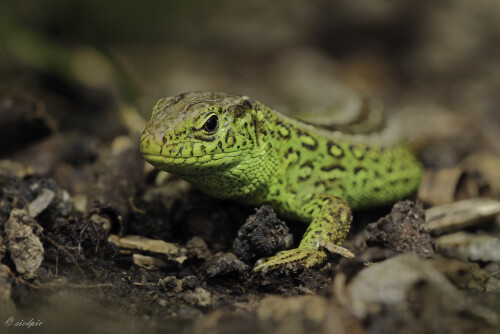 Zauneidechse, Lacerta agilis, Sand lizard

Aufnahmeort:	Odenwald	
Kamera:	Canon	EOS 60D
Objektiv:	Sigma Makro	150 mm		
		
# 00088

© Alle von mir veröffentlichten Bilder unterliegen dem Urheberrecht und dürfen ohne meine schriftliche Genehmigung nicht verwendet werden.