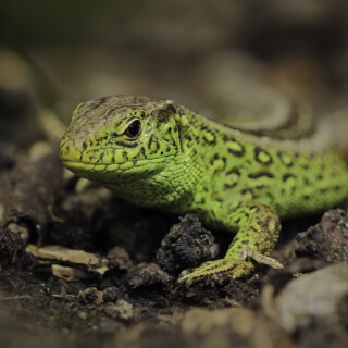 Zauneidechse_Lacerta-agilis_20170428_0003_B_1_Web