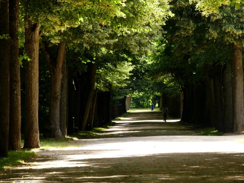 2024-07-05-Ansbach-Hofgarten-Spaziergang-unter-Linden-3.jpeg