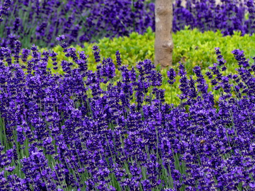 2024-07-05-Lavendelblau-1.jpeg