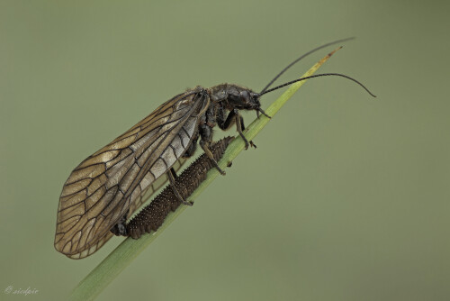 Schlammfliege_Sialidae_20130505_0005_B_Web.jpeg