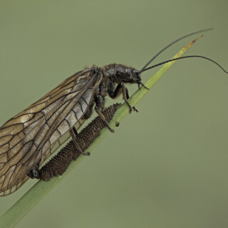 Schlammfliege_Sialidae_20130505_0005_B_Web