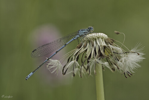 Hufeisen-Azurjungfer, Coenagrion puella, Azure damselfly

Aufnahmeort:	Odenwald	
Kamera:	Canon	EOS 60D
Objektiv:	Sigma Makro	150 mm
Stativ		
		
# 00091

© Alle von mir veröffentlichten Bilder unterliegen dem Urheberrecht und dürfen ohne meine schriftliche Genehmigung nicht verwendet werden.