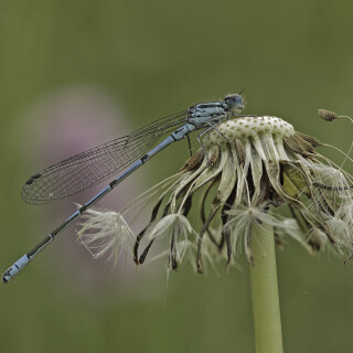 Hufeisen-Azurjungfer_Coenagrion-puella_20120512_0005_Web