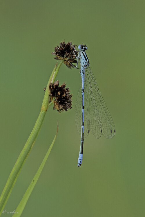 Hufeisen-Azurjungfer, Coenagrion puella, Azure damselfly

Aufnahmeort:	Odenwald	
Kamera:	Canon	EOS 60D
Objektiv:	Sigma Makro	150 mm
Stativ		
		
# 00092

© Alle von mir veröffentlichten Bilder unterliegen dem Urheberrecht und dürfen ohne meine schriftliche Genehmigung nicht verwendet werden.