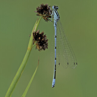 Hufeisen-Azurjungfer_Coenagrion-puella_20120616_0001_B_Web