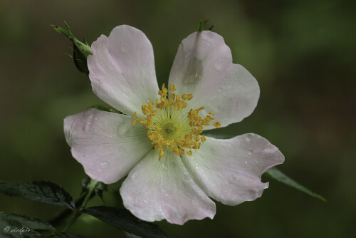 Hundsrose, Rosa canina, Briar rose

Aufnahmeort:	Odenwald	
Kamera:	Canon	EOS 60D
Objektiv:	Sigma Makro	150 mm
Stativ		
		
# 00093

© Alle von mir veröffentlichten Bilder unterliegen dem Urheberrecht und dürfen ohne meine schriftliche Genehmigung nicht verwendet werden.