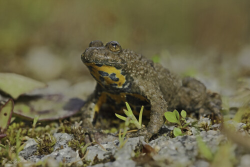 Gelbbauchunke, Bombina variegata, Yellow-bellied toad

Aufnahmeort:	Odenwald	
Kamera:	Canon	EOS 60D
Objektiv:	Sigma Makro	150 mm
				
# 00094

© Alle von mir veröffentlichten Bilder unterliegen dem Urheberrecht und dürfen ohne meine schriftliche Genehmigung nicht verwendet werden.