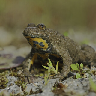 Gelbbauchunke_Bombina-variegata_20160511_0021_Web