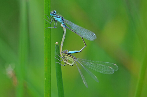 gem. pechlibelle paarung (8)