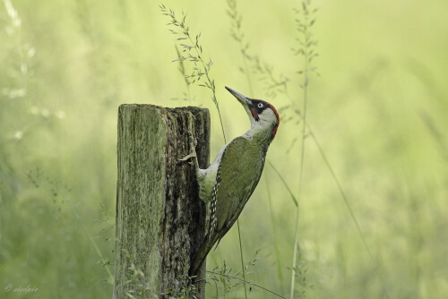 Grünspecht, Picus viridis, Green woodpecker

Aufnahmeort:	Odenwald	
Kamera:	Canon	EOS 7D
Objektiv:	Canon 	EF100-400mm +1,4
		
# 00095

© Alle von mir veröffentlichten Bilder unterliegen dem Urheberrecht und dürfen ohne meine schriftliche Genehmigung nicht verwendet werden.