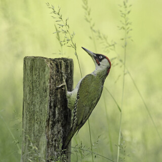 Gruenspecht_Picus-viridis_20160610_0006_B_Web