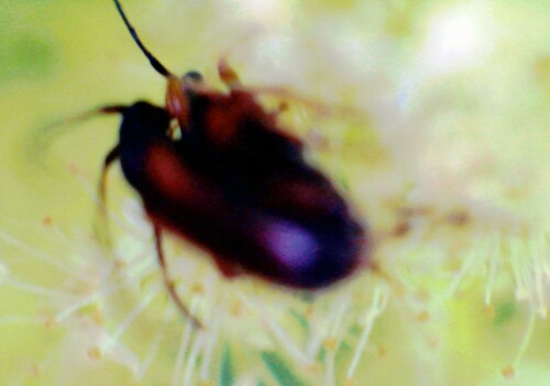 K800_Feldahorn-BockkaferAlosterna-tabacicolor-kopulierend-1_upscayl_1x_ultrasharp.jpeg
