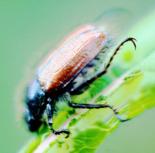 K800 Gartenlaubkäfer(Phyllopertha horticola(L. 1758)) upscayl 1x ultrasharp