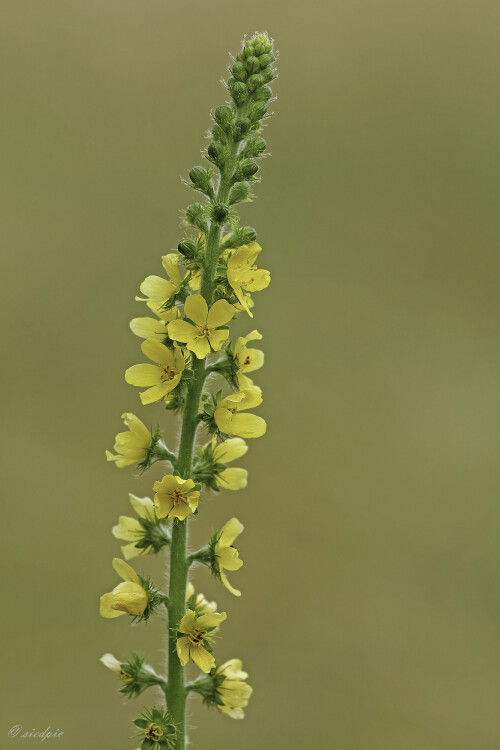 Gemeiner Odermennig, Agrimonia eupatoria, Common agrimony

Aufnahmeort:	Odenwald	
Kamera:	Canon	EOS 60D
Objektiv:	Sigma Makro	150 mm
Stativ		
		
# 00099

© Alle von mir veröffentlichten Bilder unterliegen dem Urheberrecht und dürfen ohne meine schriftliche Genehmigung nicht verwendet werden.