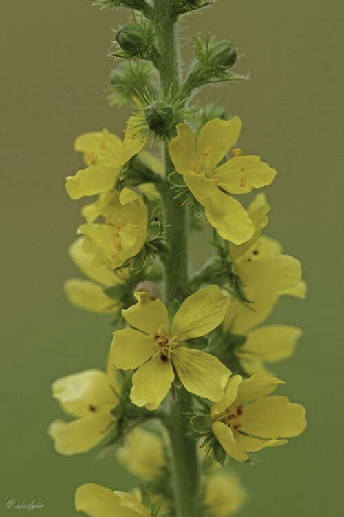 Gemeiner Odermennig, Agrimonia eupatoria, Common agrimony

Aufnahmeort:	Odenwald	
Kamera:	Canon	EOS 60D
Objektiv:	Sigma Makro	150 mm
Stativ		
		
# 00100

© Alle von mir veröffentlichten Bilder unterliegen dem Urheberrecht und dürfen ohne meine schriftliche Genehmigung nicht verwendet werden.