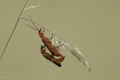 Rotgelber Weichkäfer, Rhagonycha fulva, Common red oldier bettle

Aufnahmeort:	Odenwald	
Kamera:	Canon	EOS 60D
Objektiv:	Sigma Makro	150 mm
Stativ		
		
# 00097

© Alle von mir veröffentlichten Bilder unterliegen dem Urheberrecht und dürfen ohne meine schriftliche Genehmigung nicht verwendet werden.