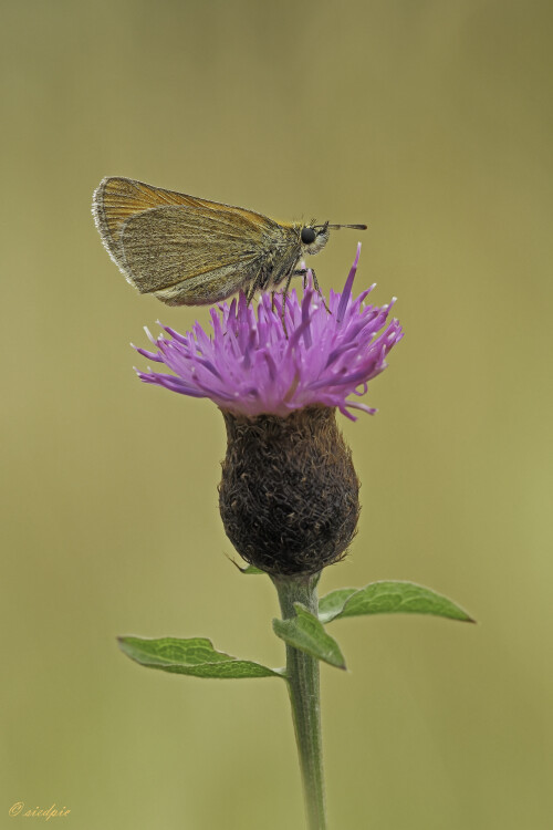 Braunkolbiger Braun-Dickkopffalter, Thymelicus sylvestris, Smallskipper

Aufnahmeort:	Odenwald	
Kamera:	Canon	EOS 60D
Objektiv:	Sigma Makro	150 mm
Stativ		
		
# 00101

© Alle von mir veröffentlichten Bilder unterliegen dem Urheberrecht und dürfen ohne meine schriftliche Genehmigung nicht verwendet werden.