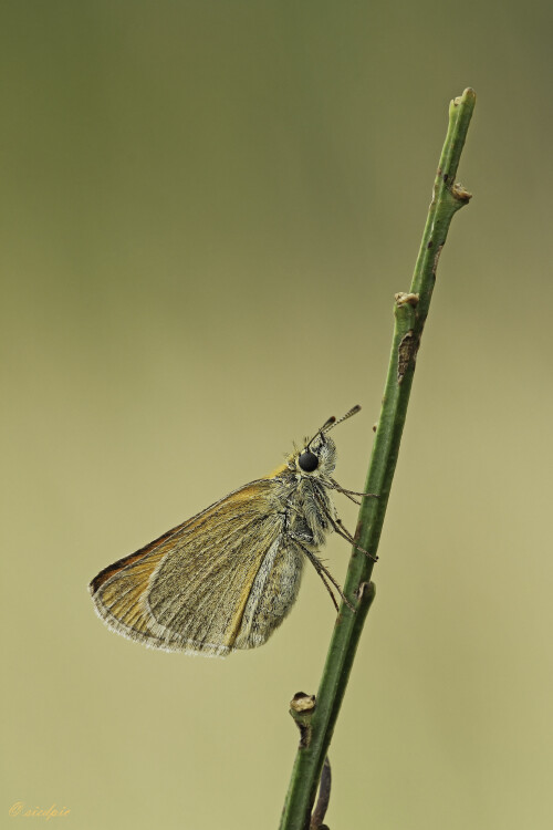 Braunkolbiger Braun-Dickkopffalter, Thymelicus sylvestris, Smallskipper

Aufnahmeort:	Odenwald	
Kamera:	Canon	EOS 60D
Objektiv:	Sigma Makro	150 mm
Stativ		
		
# 00103

© Alle von mir veröffentlichten Bilder unterliegen dem Urheberrecht und dürfen ohne meine schriftliche Genehmigung nicht verwendet werden.