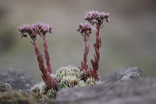 Gewöhnliche Hauswurz, Sempervivum tectorum, Commonhouseleek

Aufnahmeort:	Odenwald	
Kamera:	Canon	EOS 60D
Objektiv:	Sigma Makro	150 mm
Stativ		
		
# 00102

© Alle von mir veröffentlichten Bilder unterliegen dem Urheberrecht und dürfen ohne meine schriftliche Genehmigung nicht verwendet werden.