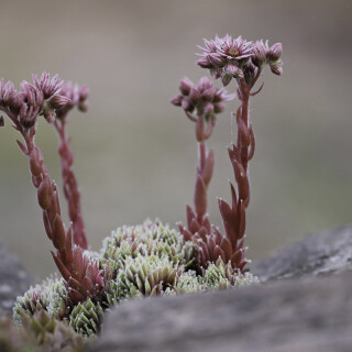 Gewoehnliche-Hauswurz_Sempervivum-tectorum_20240715_0004_B_Web