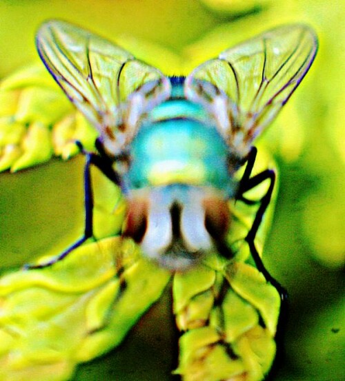 Die Gewöhnliche Goldfliege gehört zur Familie der Schmeißfliegen(Calliphoridae).
https://de.wikipedia.org/wiki/Goldfliege