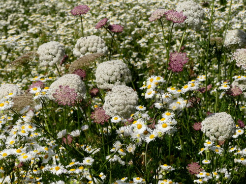 2024 07 10 Brunn Gartenparadies wilde Möhren 5