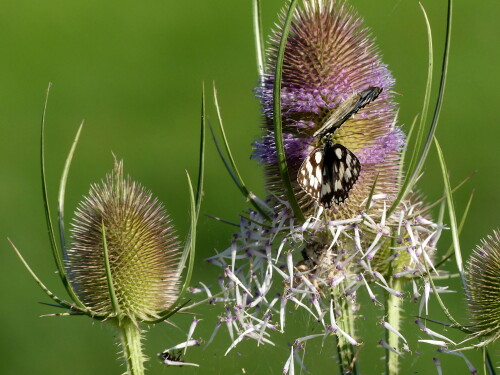 2024 07 10 Schachbretter auf wilder Karde 1