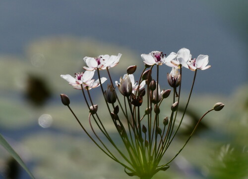 2024 07 10 Schwanenblume 1