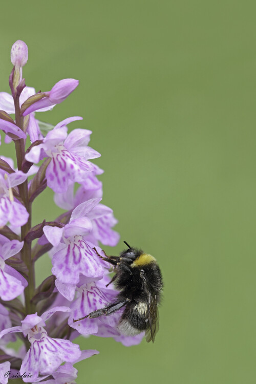 Fuchs Knabenkraut, Dactylorhiza fuchsii, Common spotted-orchid

Aufnahmeort:	Odenwald	
Kamera:	Canon	EOS 60D
Objektiv:	Sigma Makro	150 mm
Stativ		
		
# 00107

© Alle von mir veröffentlichten Bilder unterliegen dem Urheberrecht und dürfen ohne meine schriftliche Genehmigung nicht verwendet werden.