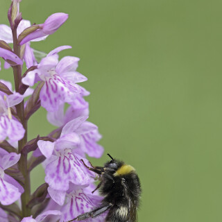 Fuchs-Knabenkraut_Dactylorhiza-fuchsii_20160621_0002_B_Web