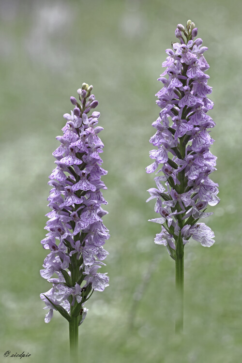 Fuchs Knabenkraut, Dactylorhiza fuchsii, Common spotted-orchid

Aufnahmeort:	Odenwald	
Kamera:	Canon	EOS 60D
Objektiv:	Sigma Makro	150 mm
Stativ		
		
# 00108

© Alle von mir veröffentlichten Bilder unterliegen dem Urheberrecht und dürfen ohne meine schriftliche Genehmigung nicht verwendet werden.