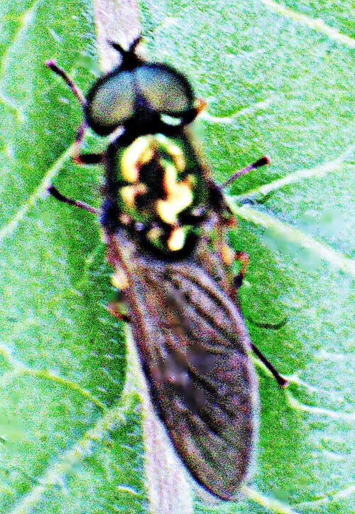 Männliche Grünglänzende Waffenfliege(Microchrysa polita(L. 1758)) ruhend