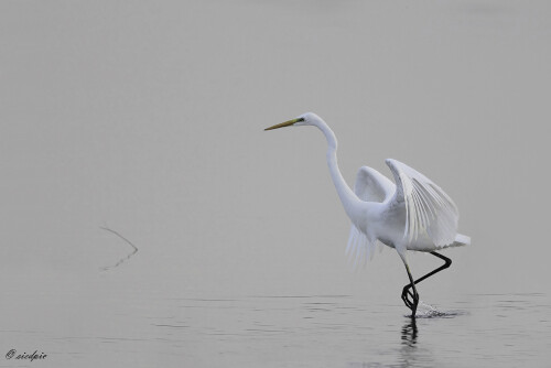 Silberreiher, Ardea alba, Great egret

Aufnahmeort:	Niedersachsen	
Kamera:	Canon	EOS 60D
Objektiv:	Canon 	EF500 mm +1,4
Stativ		
		
# 00106

© Alle von mir veröffentlichten Bilder unterliegen dem Urheberrecht und dürfen ohne meine schriftliche Genehmigung nicht verwendet werden.