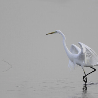 Silberreiher_Ardea-alba_20131007_0008_B_Web