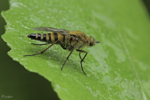 Stilettfliege, Thereva nobilitata, Luchsfliege, Stiletto fly

Aufnahmeort:	Odenwald	
Kamera:	Canon	EOS 60D
Objektiv:	Sigma Makro	150 mm
Stativ		
		
# 00104

© Alle von mir veröffentlichten Bilder unterliegen dem Urheberrecht und dürfen ohne meine schriftliche Genehmigung nicht verwendet werden.