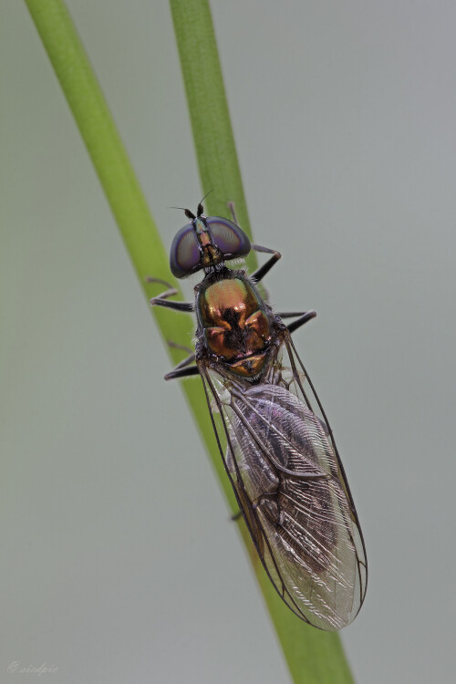 Waffenfliege, Sargus sp., Soldier fly

Aufnahmeort:	Odenwald	
Kamera:	Canon	EOS 60D
Objektiv:	Sigma Makro	150 mm
Stativ		
		
# 00105

© Alle von mir veröffentlichten Bilder unterliegen dem Urheberrecht und dürfen ohne meine schriftliche Genehmigung nicht verwendet werden.