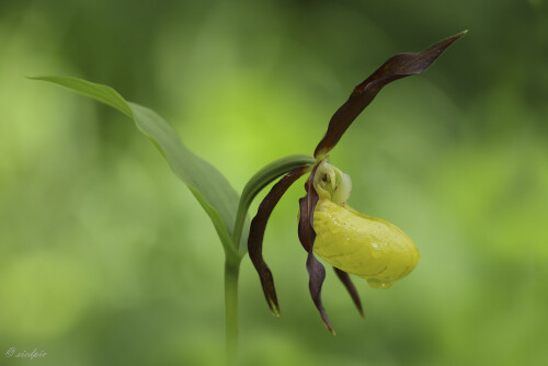 Gelber-Frauenschuh_Cypripedium-calceolus_20160606_0014_1_Web.jpeg