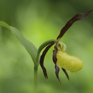 Gelber-Frauenschuh_Cypripedium-calceolus_20160606_0014_1_Web