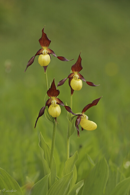 Gelber Frauenschuh, Cypripedium calceolus, Lady's slipper

Aufnahmeort:	Schwäbische Alb	
Kamera:	Canon	EOS 60D
Objektiv:	Sigma Makro	150mm
Stativ		
		
# 00114

© Alle von mir veröffentlichten Bilder unterliegen dem Urheberrecht und dürfen ohne meine schriftliche Genehmigung nicht verwendet werden.