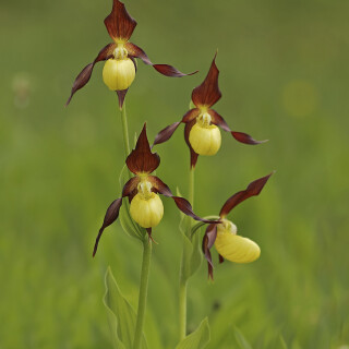 Gelber-Frauenschuh_Cypripedium-calceolus_20170601_0007_B_Web