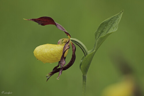 Gelber Frauenschuh, Cypripedium calceolus, Lady's slipper

Aufnahmeort:	Schwäbische Alb	
Kamera:	Canon	EOS 7D
Objektiv:	Canon 	EF100-400mm
Stativ		
		
# 00113

© Alle von mir veröffentlichten Bilder unterliegen dem Urheberrecht und dürfen ohne meine schriftliche Genehmigung nicht verwendet werden.