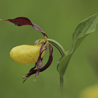 Gelber-Frauenschuh_Cypripedium-calceolus_20170602_0001_B_Web